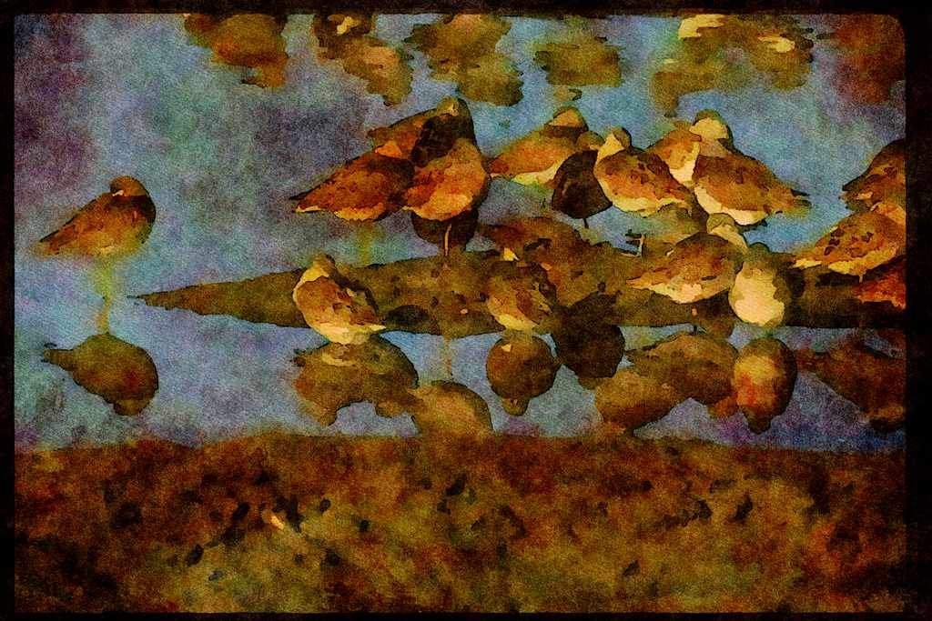 Water Fowl Birds 043064 Dowitcher A4 Limited Edition Watercolour Print