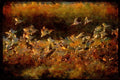 Water Fowl Birds 043065 Snow Geese A4 Limited Edition Watercolour Print