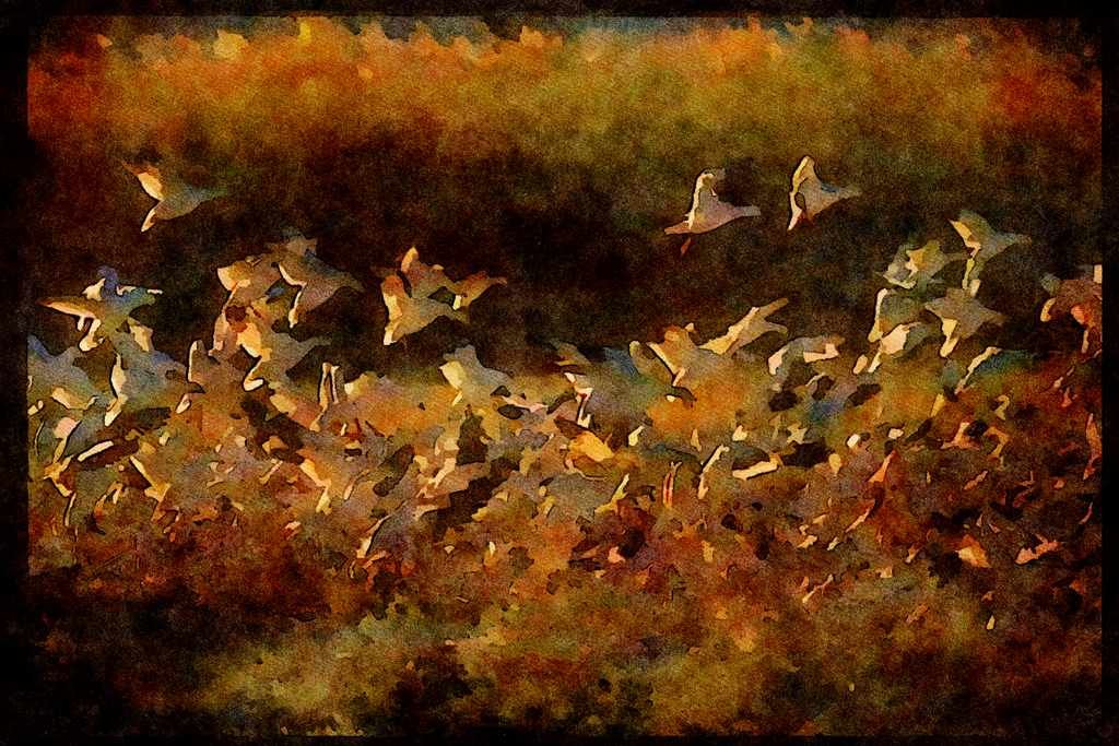 Water Fowl Birds 043065 Snow Geese A4 Limited Edition Watercolour Print