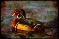 Water Fowl Birds 043066 Wood Duck A4 Limited Edition Watercolour Print