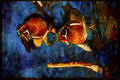 Water Fowl Birds 043067 Wood Ducks A4 Limited Edition Watercolour Print