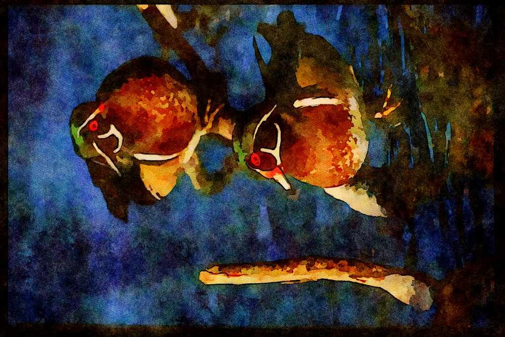 Water Fowl Birds 043067 Wood Ducks A4 Limited Edition Watercolour Print
