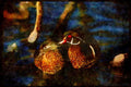 Water Fowl Birds 043068 Wood Duck Pair A4 Limited Edition Watercolour Print