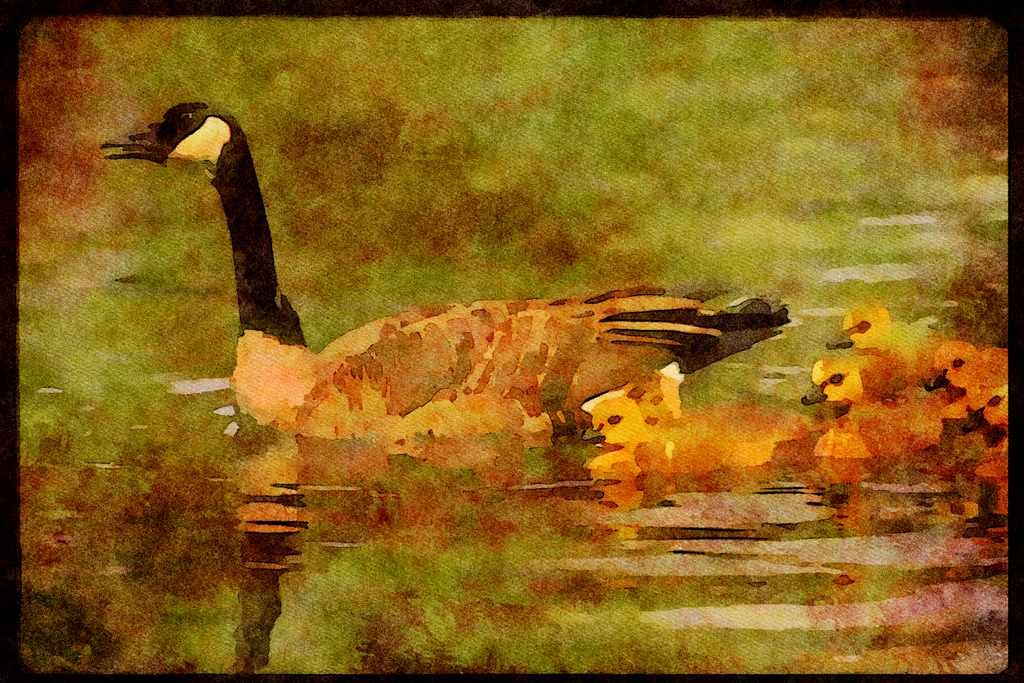 Water Fowl Birds 043069 Geese And Chicks A4 Limited Edition Watercolour Print