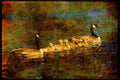 Water Fowl Birds 043070 Geese And Chicks A4 Limited Edition Watercolour Print