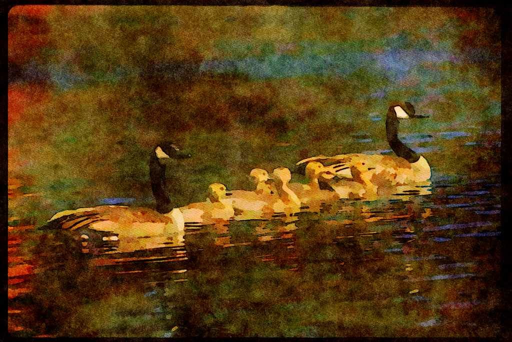 Water Fowl Birds 043070 Geese And Chicks A4 Limited Edition Watercolour Print