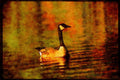 Water Fowl Birds 043071 Canada Goose A4 Limited Edition Watercolour Print
