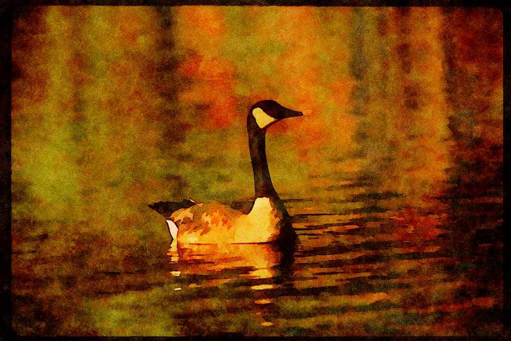 Water Fowl Birds 043071 Canada Goose A4 Limited Edition Watercolour Print