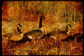 Water Fowl Birds 043072 Canada Geese A4 Limited Edition Watercolour Print