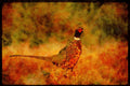 Water Fowl Birds 043074 Ring Neck Pheasant A4 Limited Edition Watercolour Print