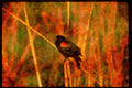 Water Fowl Birds 043075 Red Wing Black Bird A4 Limited Edition Watercolour Print