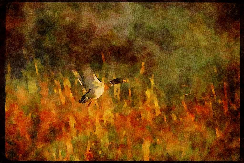 Water Fowl Birds 043076 Mallard A4 Limited Edition Watercolour Print