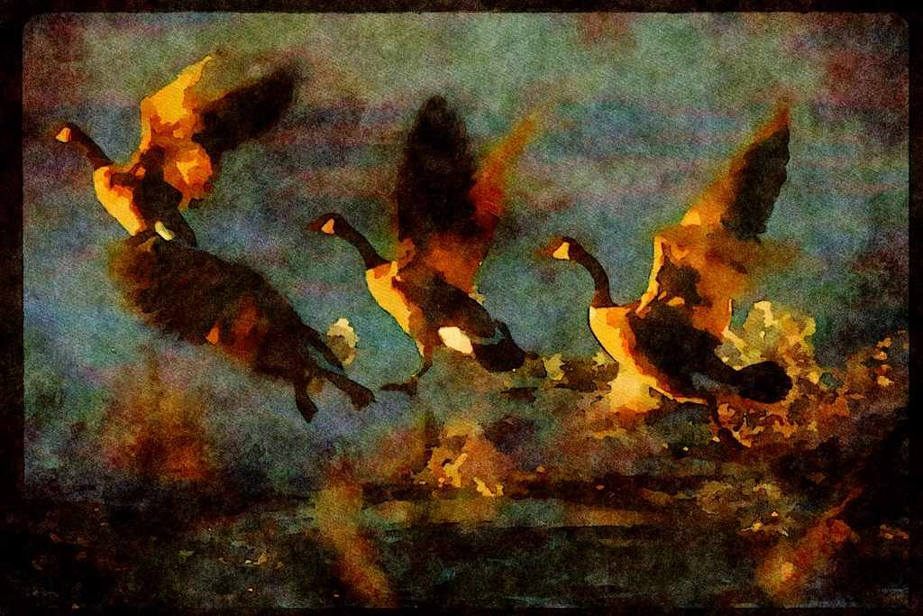 Water Fowl Birds 043077 Canada Geese A4 Limited Edition Watercolour Print