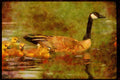 Water Fowl Birds 043079 Geese And Chicks A4 Limited Edition Watercolour Print