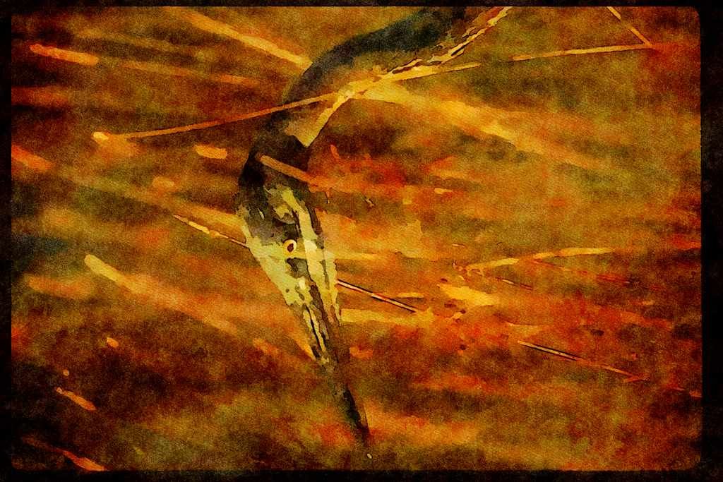 Water Fowl Birds 043080 Great Blue Heron A4 Limited Edition Watercolour Print