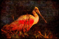 Water Fowl Birds 043082 Spoonbill A4 Limited Edition Watercolour Print