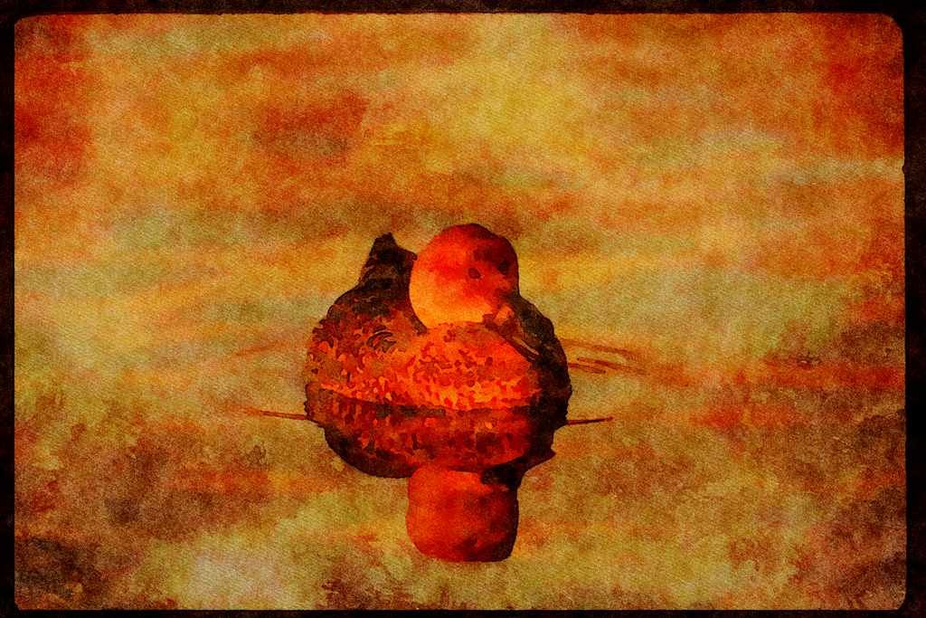 Water Fowl Birds 043086 Gadwell A4 Limited Edition Watercolour Print