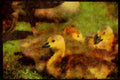 Water Fowl Birds 043090 Canada Geese A4 Limited Edition Watercolour Print