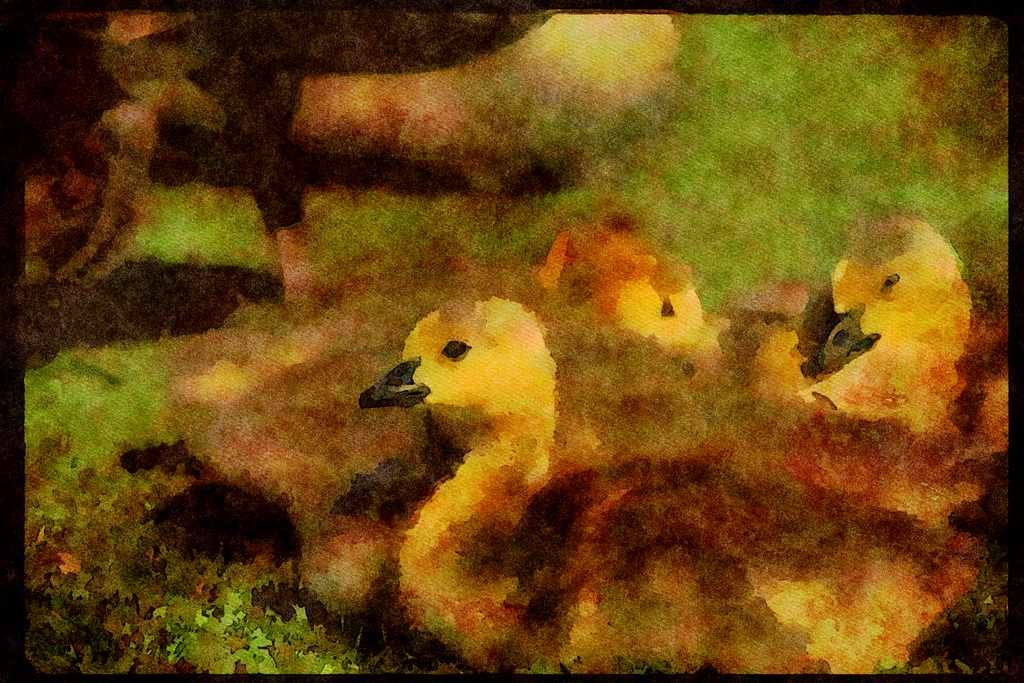 Water Fowl Birds 043090 Canada Geese A4 Limited Edition Watercolour Print