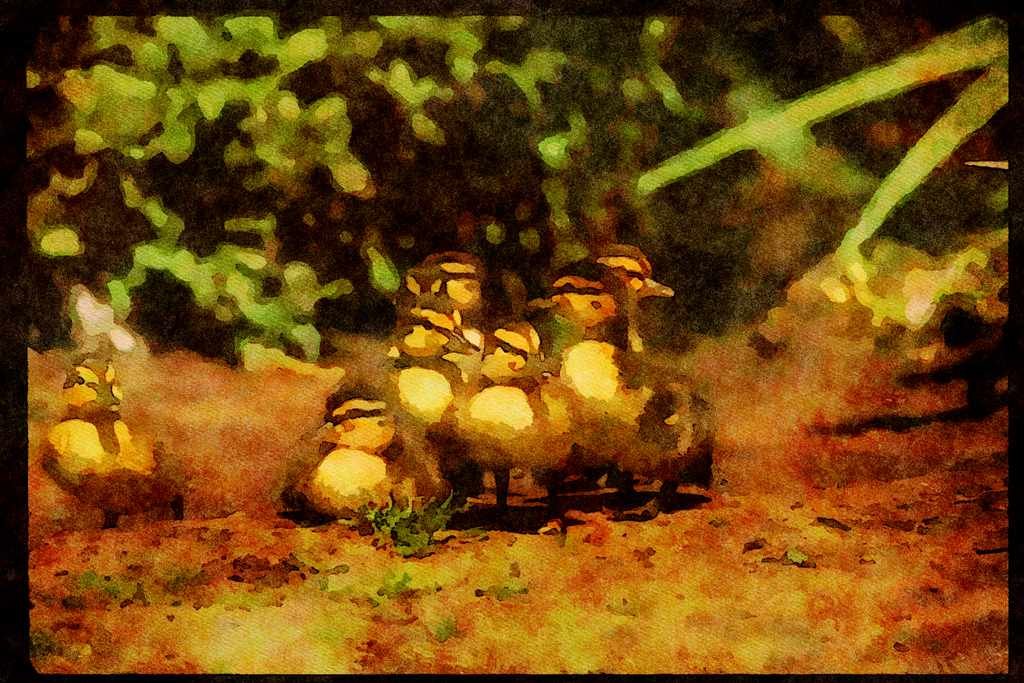 Water Fowl Birds 043091 Mallard Chicks A4 Limited Edition Watercolour Print