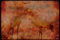 Water Fowl Birds 043093 Sandhill Cranes A4 Limited Edition Watercolour Print