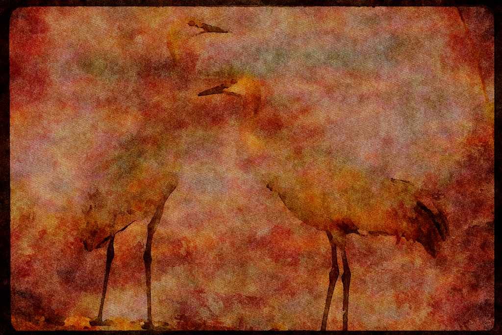 Water Fowl Birds 043093 Sandhill Cranes A4 Limited Edition Watercolour Print