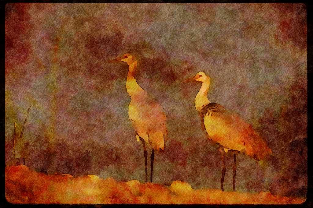 Water Fowl Birds 043094 Sandhill Cranes A4 Limited Edition Watercolour Print