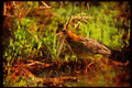 Water Fowl Birds 043099 Green Heron A4 Limited Edition Watercolour Print
