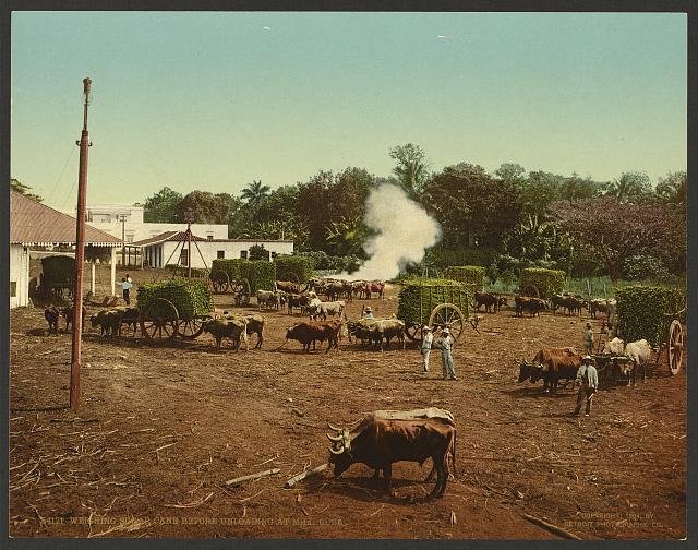 Weighing sugar cane at mill Cuba Vintage A4 Photo Print