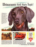 Weimaraner Oil Hunters 1950s Vintage Retro Advert Poster