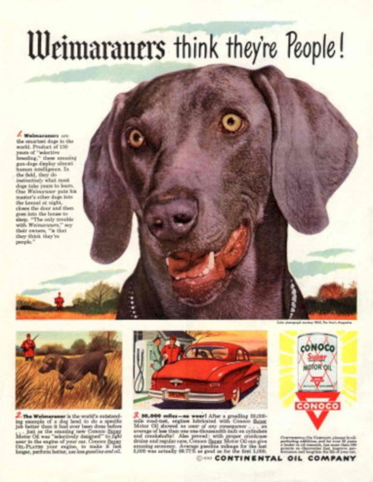 Weimaraner Oil Hunters 1950s Vintage Retro Advert Poster