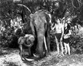 Weissmuller Johnny Tarzan Finds a Son 4 film star poster A4 Photo Print