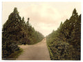 Wellingtonia Avenue Camberley Vintage A4 Photo Print