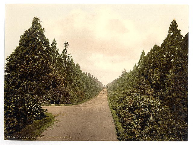 Wellingtonia Avenue Camberley Vintage A4 Photo Print