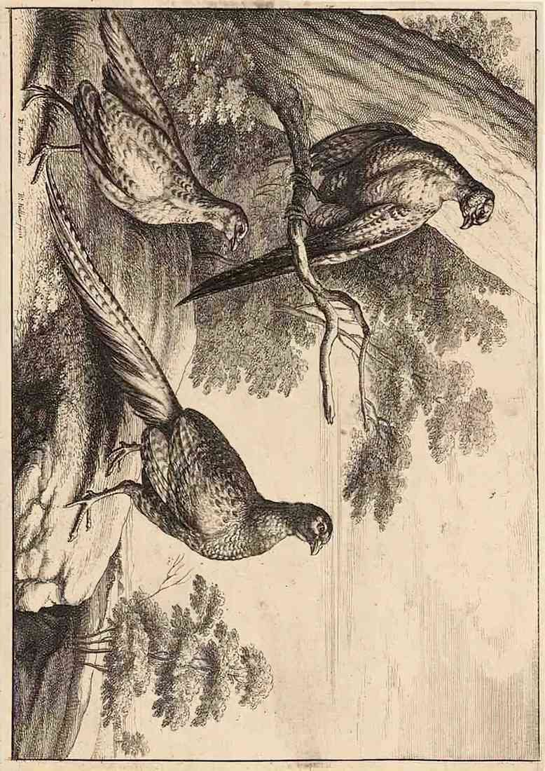 Wenceslas Hollar Three pheasants A4 Photo Print