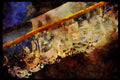Western Canada 018051 Ice On Branch A4 Limited Edition Watercolour Print