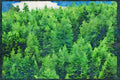 Western Canada 018075 Saanich Inlet Vancouver Island, B.C. A4 Limited Edition Watercolour Print