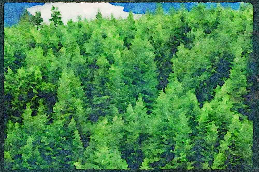 Western Canada 018075 Saanich Inlet Vancouver Island, B.C. A4 Limited Edition Watercolour Print