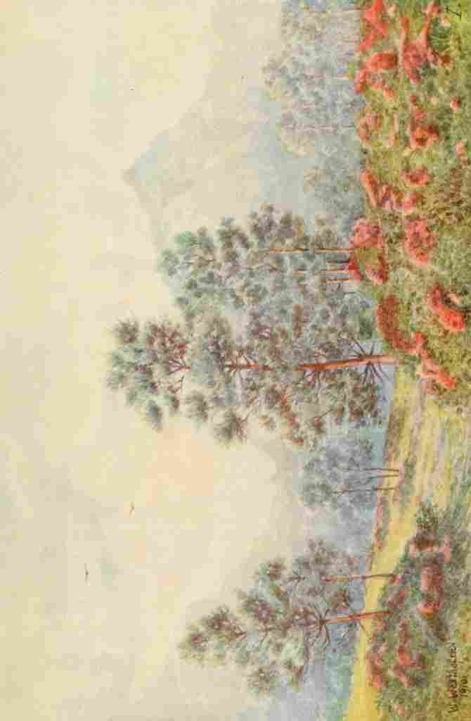Westhofen Wilhelm 1910 Silver Trees & Wild Geraniums A4 Photo Print