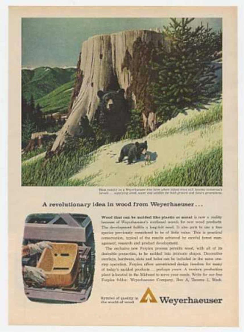 Weyerhaeuser Bears Stump Vintage Retro Advert Ads A4 Photo Print