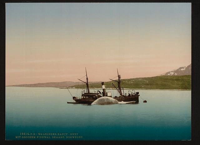 Whaling scenes at Skaaro The Nancy Grey with a whale Vintage A4 Photo Print