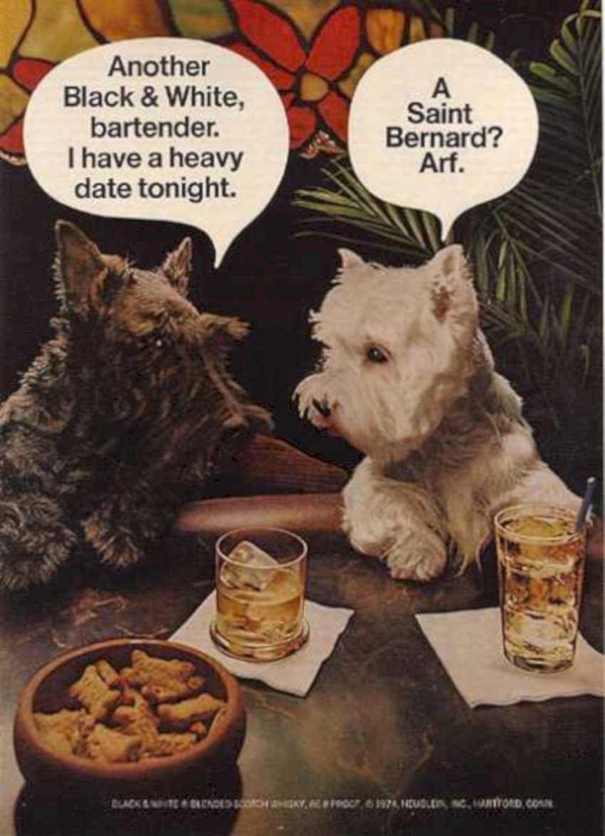 White Terrier Scotch Vintage Retro Advert Ads A4 Photo Print