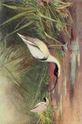 Whymper Charles 1853 1941 Egyptian Birds 1909 Avocet A4 Photo Print