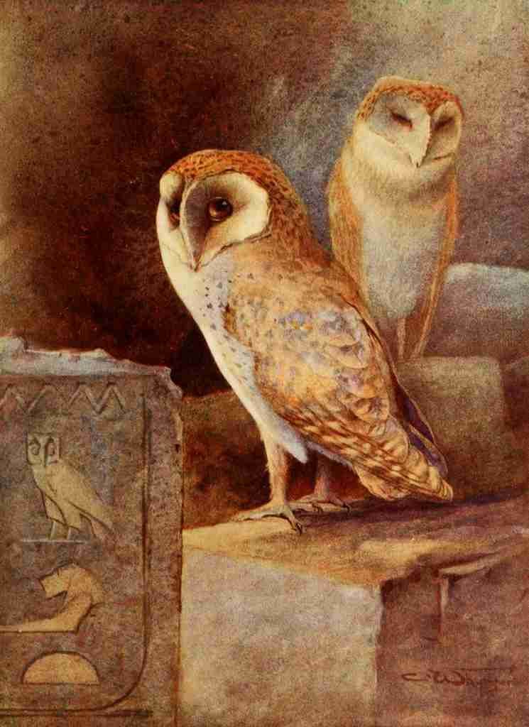 Whymper Charles 1853 1941 Egyptian Birds 1909 Barn owl Vintage A4 Photo Print