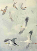 Whymper Charles 1853 1941 Egyptian Birds 1909 Birds in mid air A4 Photo Print