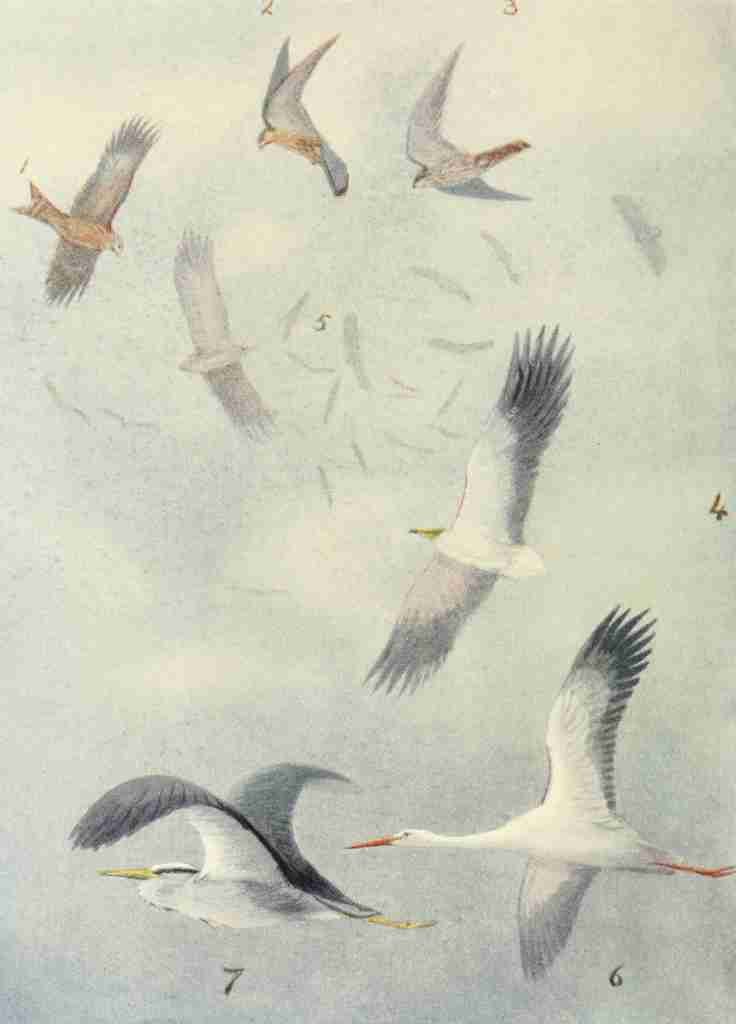 Whymper Charles 1853 1941 Egyptian Birds 1909 Birds in mid air A4 Photo Print