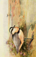 Whymper Charles 1853 1941 Egyptian Birds 1909 Black headed Plover A4 Photo Print