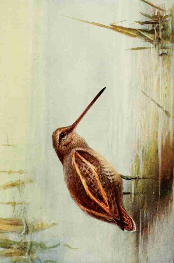 Whymper Charles 1853 1941 Egyptian Birds 1909 Common Snipe Vintage A4 Photo Print