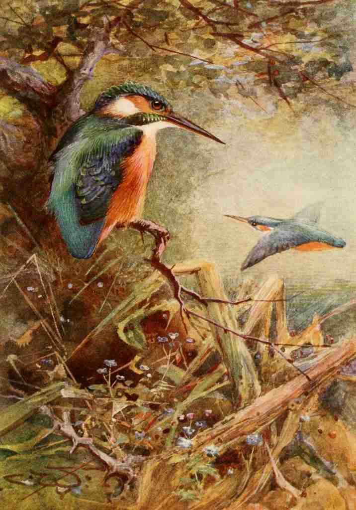 Whymper Charles 1853 1941 Egyptian Birds 1909 Common kingfisher Vintage A4 Photo Print