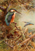 Whymper Charles 1853 1941 Egyptian Birds 1909 Common kingfisher A4 Photo Print